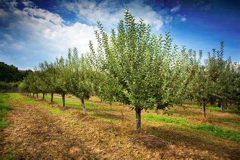 Orchard Fruit Tree Fruit Tree Orchard Planting Guide You Can Even