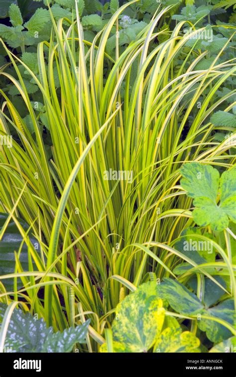 Acorus Gramineus Ogon Golden Variegated Japanese Sweet Flag Sweetflag