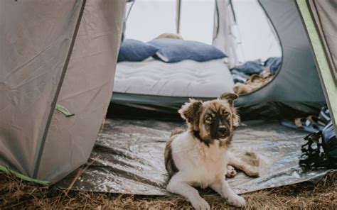 Top 5 Tents For Camping With Your Dog Camping Cubs