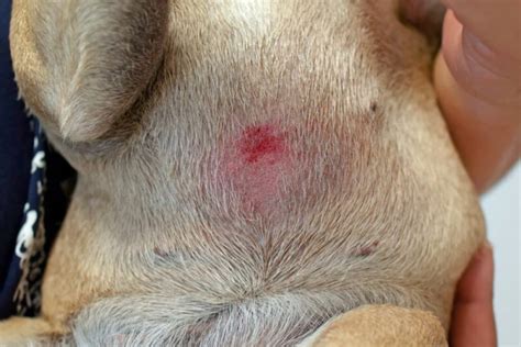 Pyoderma In Dogs Saint Francis Veterinary Center Of South Jersey