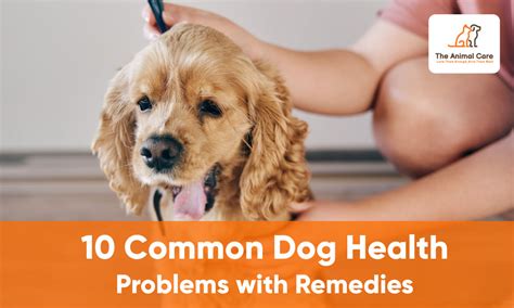 10 Common Dog Health Problems With Remedies The Animal Care