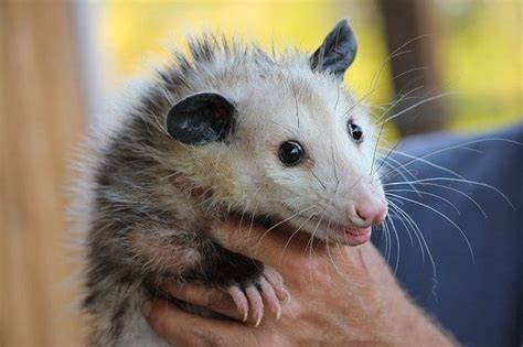 How To Get Rid Of Opossums Excel Pest Service