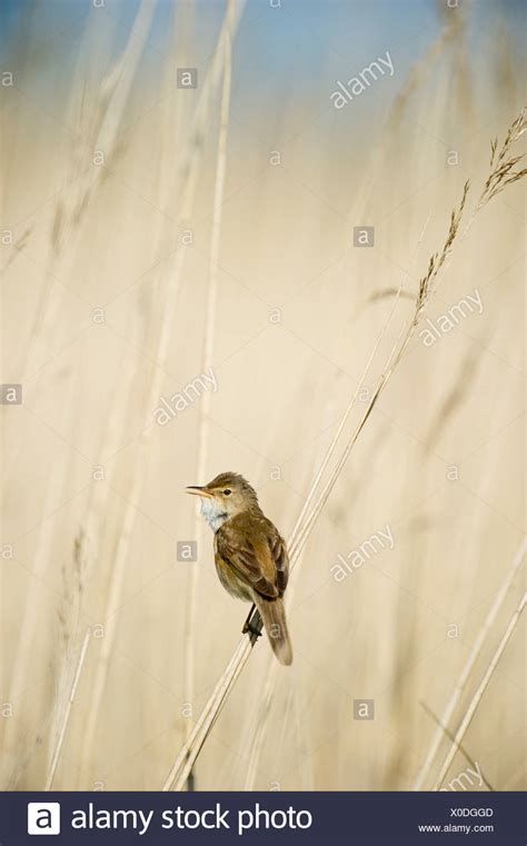 Reedbed High Resolution Stock Photography And Images Alamy