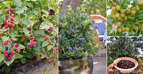 19 Best Types Of Wild Berries To Grow In Garden