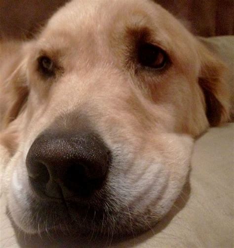 Free Images Puppy Animal Canine Pet Nose Lazy Golden Retriever