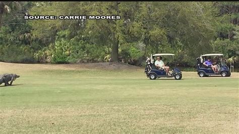Alligator Spotted On Kiawah Island Golf Course Youtube