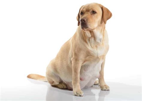 Dog Pregnancy Calculator 2024 Canine Gestation Calendar — The Goody Pet