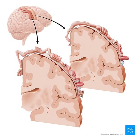 Parietal Lobe Anatomy And Function Kenhub