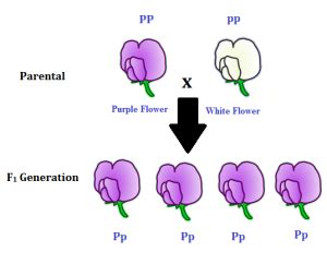Dihybrid punnett square crosses for autosomal traits. Mendelian Laws of Inheritance- Monohybrid & Dihybrid ...