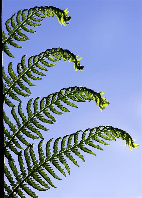 dicksonia antarctica tree fern photograph by darren burroughs