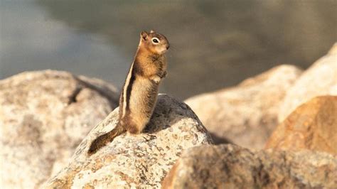 The Long Chirping Sound Of Groundhog Sound Effects MP3 Template Free