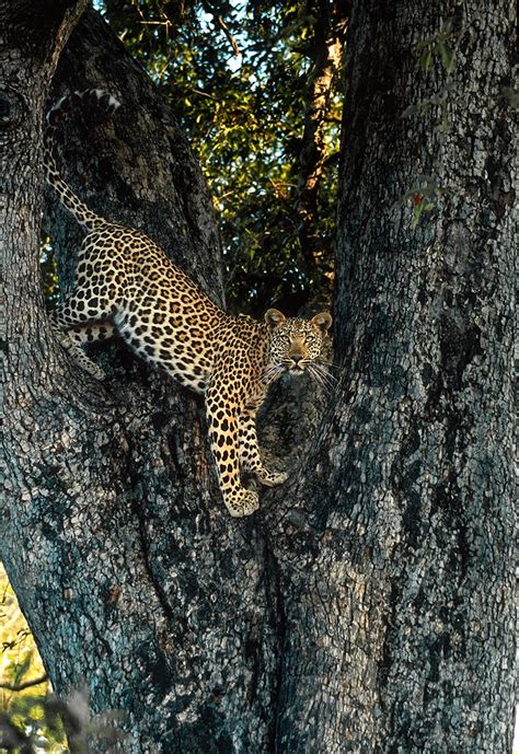 Wildlife Photos Leopard On Tree Panthera Pardus