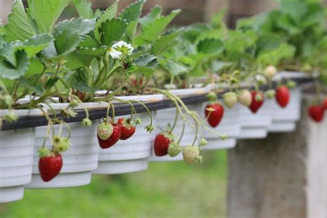 How To Grow Strawberry Plants In Pots Uk