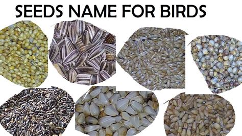 Different Type Of Seeds Name For Birds नाम के साथ Alag