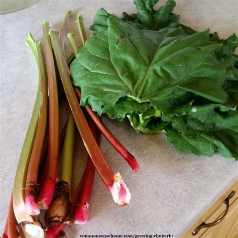 If you want to know how and when to harvest the tasty stalks, check out our guide on gardener's path. Growing Rhubarb - How to Plant, Grow and Harvest the "Pie ...
