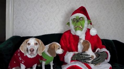 Dogs Puppy And Grinch Ruin Christmas Funny Dogs Maymo Penny And Potpie