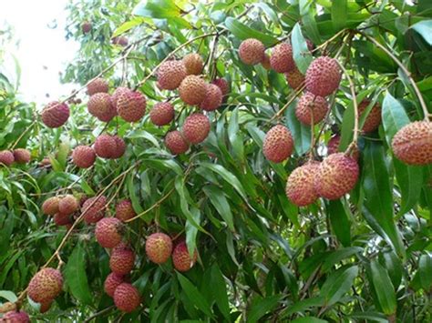 Thai Lychee Seeds Outdoor Fruit Tree Rare Sweet Litchi Etsy Weird