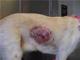 While attenuated and inactivated virus vaccines are still the work cells in which the vector replicates will express the foreign protein (containing the relevant antigenic determinants) and the animal will mount both. Animal Vaccines - Vaccine Truth