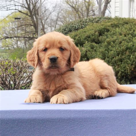 Sonya Akc Golden Retriever Female Pup For Sale In Narvon