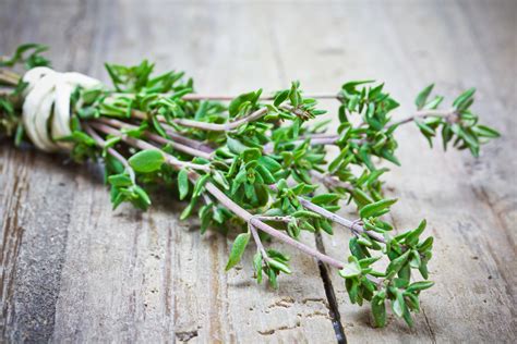 Greek Thyme Cooking And Medicinal Info