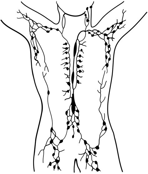 Lymphatic System Drawing At Getdrawings Free Download