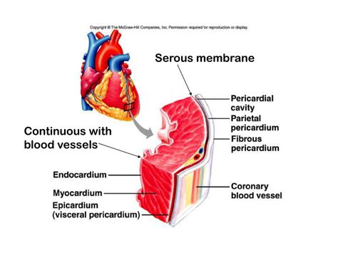 Ppt The Cardiovascular System Structure Of The Heart The Cardiac