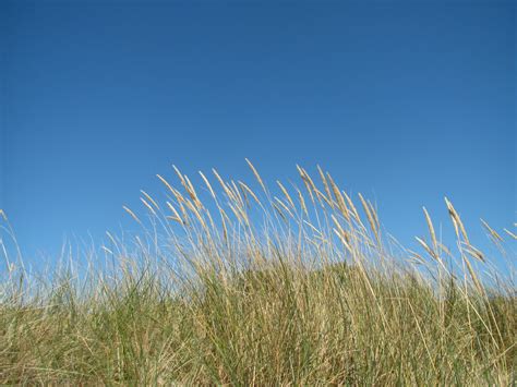 Free Images Beach Horizon Cloud Plant Sky Field Meadow Prairie