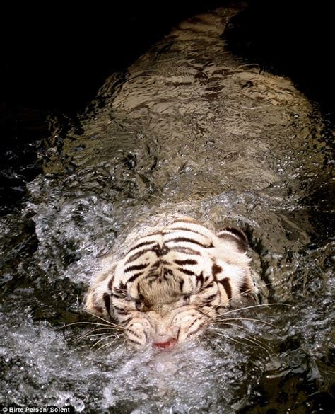 Increible tigre blanco en el agua HD Imágenes Taringa