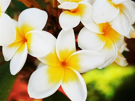 45 Beautiful Hawaiian Flowers Wallpaper Images On