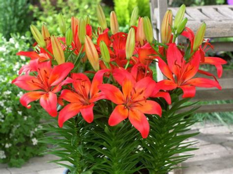 What Is The Difference Between Asiatic And Oriental Lilies World Of