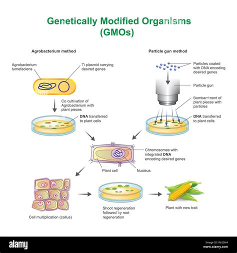 Genetically Modified Organisms Stock Photo Alamy