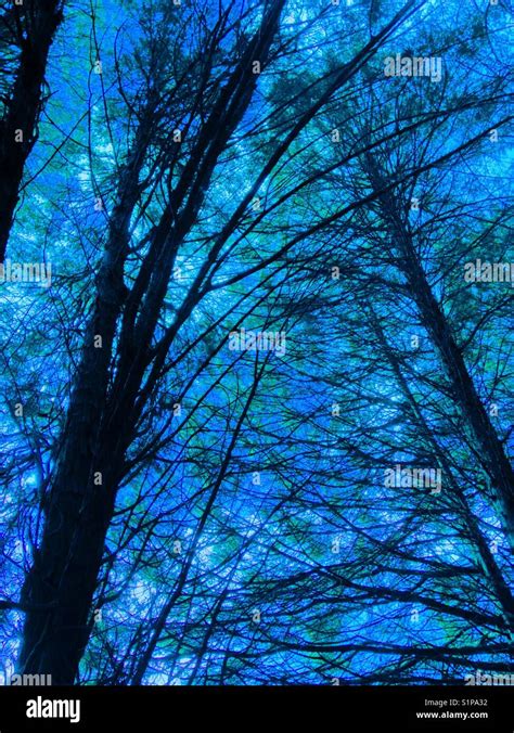 Unnaturally Blue Sky Behind Tall Pines Stock Photo Alamy