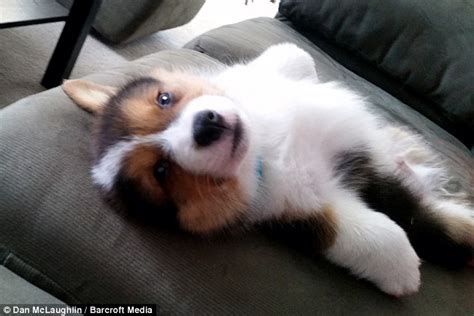 Corgi Puppy Beau Escapes Over A Fence In Grand Getaway Daily Mail Online