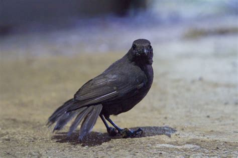As The Crow Flies A Hong Kong Birding Blog Kinabalu National Park
