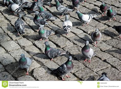 Pigeons In The Park Stock Photo Image Of Plumage Racing 100845280