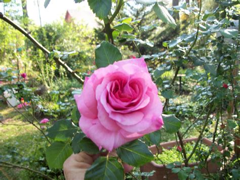 Scott County Master Gardeners Antique Roses