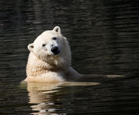 Polar Bear Plunge Day