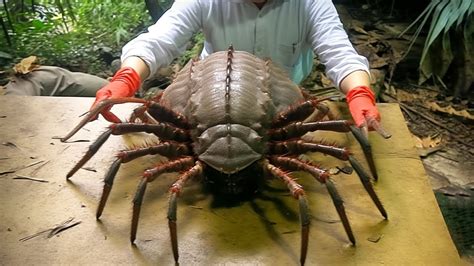 Aww Stunning Discovery Unveiled: Scientists Astonished by the Largest