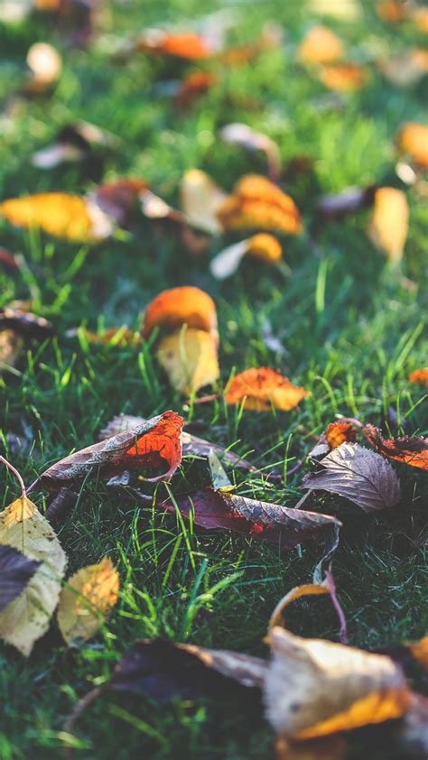8 Free Autumn Inspired Iphone 7 Plus Wallpapers Preppy
