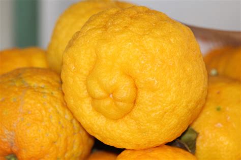 Lemons Yellow Fruit Free Photo On Pixabay Pixabay