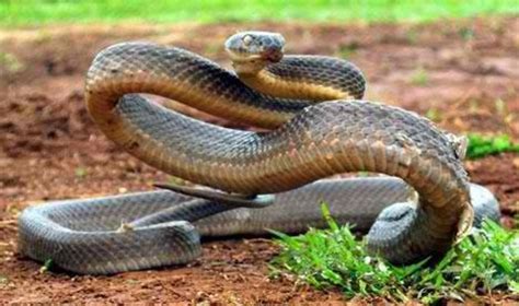 The Worlds Most Venomous And Deadly Snakes Hubpages