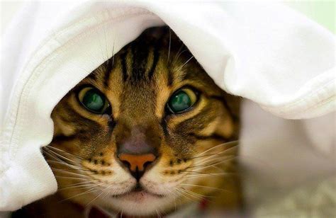 It is transmitted by cats that are indoors may actually be at higher risk than cats that go out. Can Cats Get Colds? | Help, My Cat Has a Cold - Pet360 Pet ...