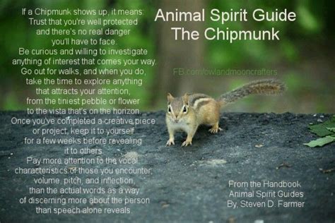The Chipmunk Animal Totem Spirit Guides Animal Spirit Guides Spirit