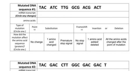 Then, do the same for each mutated dna sequence. Dna Mutations Practice Worksheet Answers Conclusions ...
