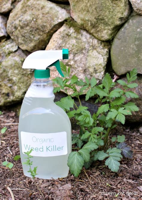 3 Ingredient Organic Weed Spray That Works Driven By