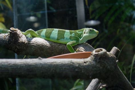 10 Types Of Iguanas An Overview With Pictures Pet Keen