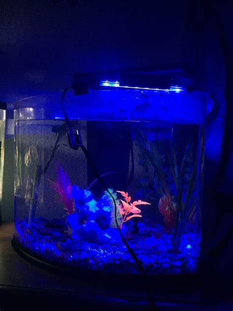 So, viewing all possible circumstances of mathematics and modern physics i hereby give my thesis on the believe of mine of all thing of the universe is matter, including the photons of light. Is A Color Changing Led Light Okay For Fish? | My Aquarium ...