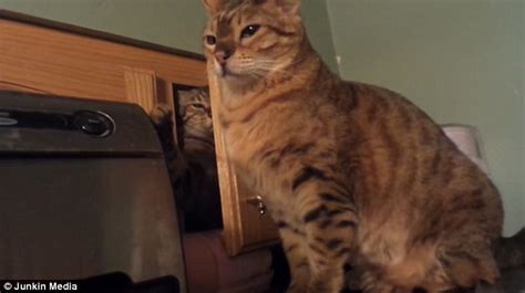 Cat Springs Out A Kitchen Cupboard To Attack His Furry Friend Daily