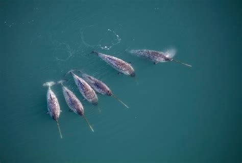 Narwhals Hungry Summers As Climate Warms