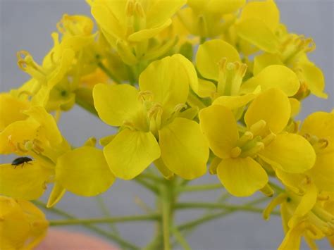 Fiori gialli in primavera from get.pxhere.com. Crucifera a fiori gialli da identificare , Natura ...